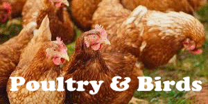 Poultry