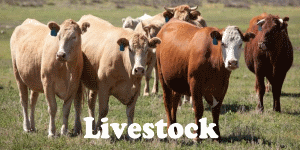 Livestock