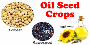 Oil Seeds